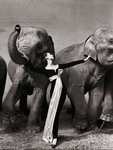 <B>Record pour des clich&eacute;s de Richard Avedon</B> 