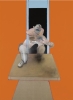 <B>Ventes d'art contemporain &agrave; New York</B> 