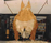 Annonce n� 14 :  TAMARA (La papillonne)